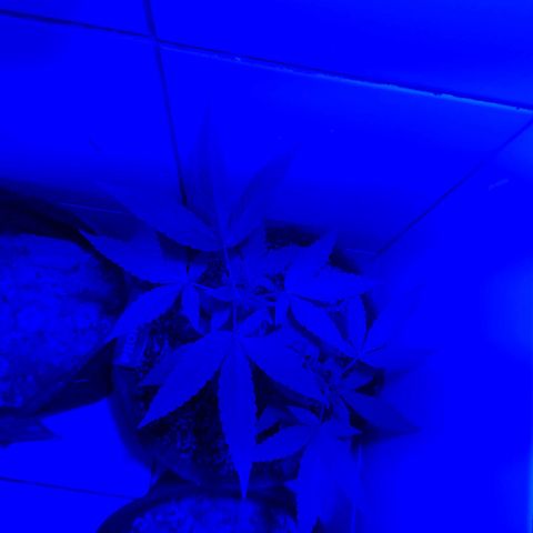 Maria Carnaval (MCII) growlog timeline photo