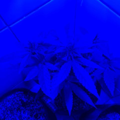 Maria Carnaval (MCII) growlog timeline photo