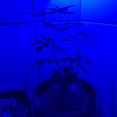 Maria Carnaval (MCII) growlog timeline photo