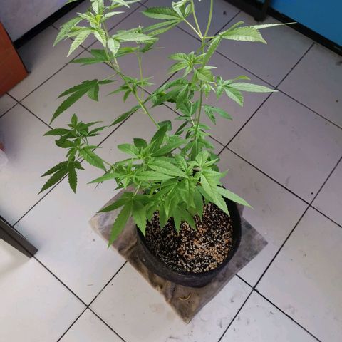 Maria Carnaval (MCII) growlog timeline photo