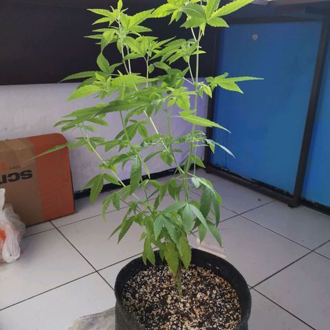 Maria Carnaval (MCII) growlog timeline photo