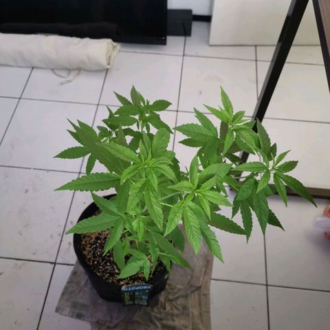 Maria Carnaval (MCII) growlog timeline photo