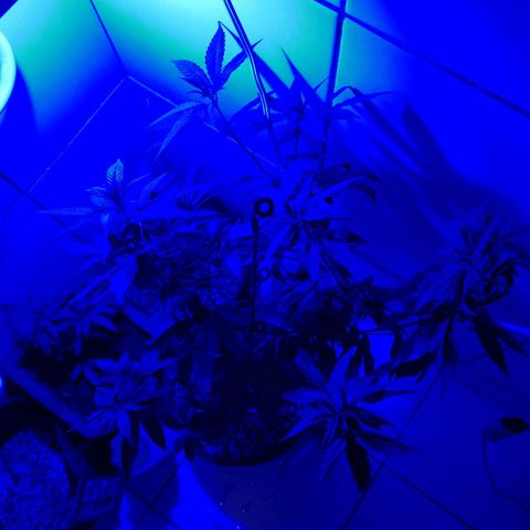 Maria Carnaval (MCII) growlog timeline photo