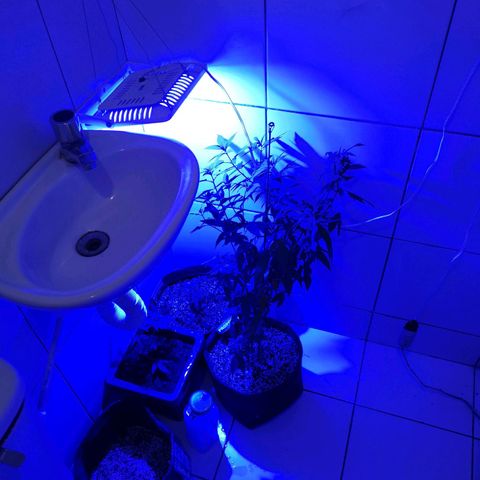 Maria Carnaval (MCII) growlog timeline photo