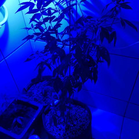 Maria Carnaval (MCII) growlog timeline photo