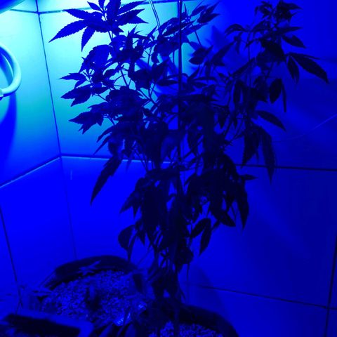 Maria Carnaval (MCII) growlog timeline photo