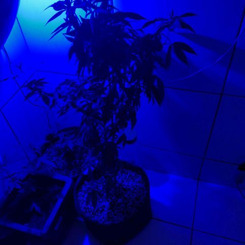 Maria Carnaval (MCII) growlog timeline photo