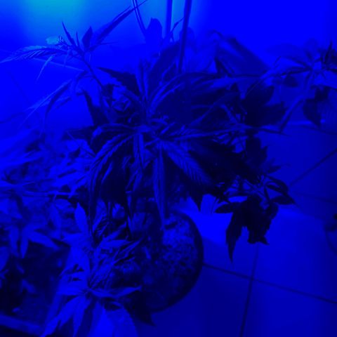 Maria Carnaval (MCII) growlog timeline photo