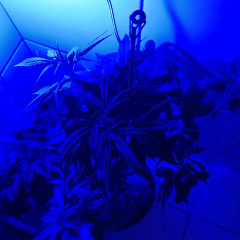 Maria Carnaval (MCII) growlog timeline photo