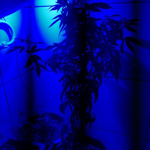 Maria Carnaval (MCII) growlog timeline photo