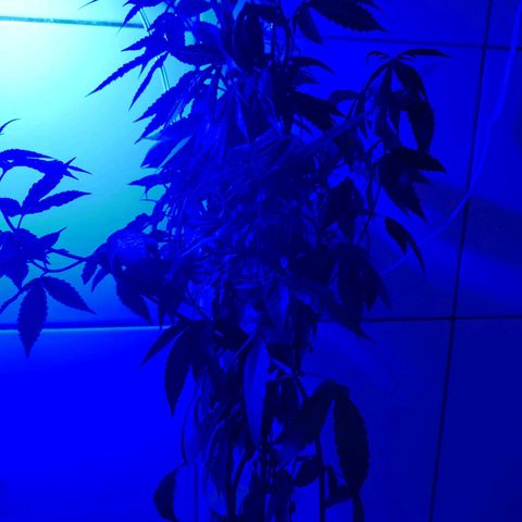 Maria Carnaval (MCII) growlog timeline photo