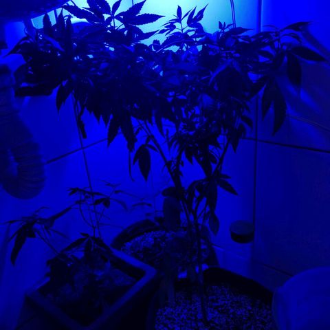 Maria Carnaval (MCII) growlog timeline photo
