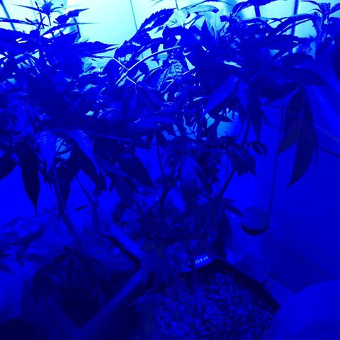 Maria Carnaval (MCII) growlog timeline photo
