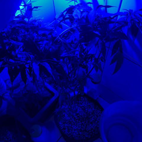 Maria Carnaval (MCII) growlog timeline photo