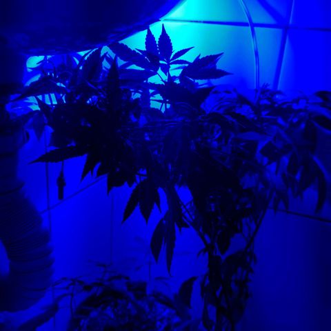 Maria Carnaval (MCII) growlog timeline photo