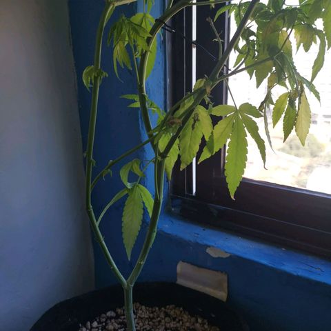 Maria Carnaval (MCII) growlog timeline photo