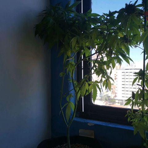 Maria Carnaval (MCII) growlog timeline photo