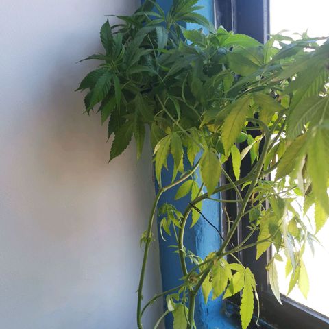 Maria Carnaval (MCII) growlog timeline photo