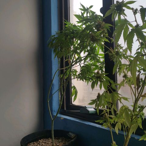 Maria Carnaval (MCII) growlog timeline photo