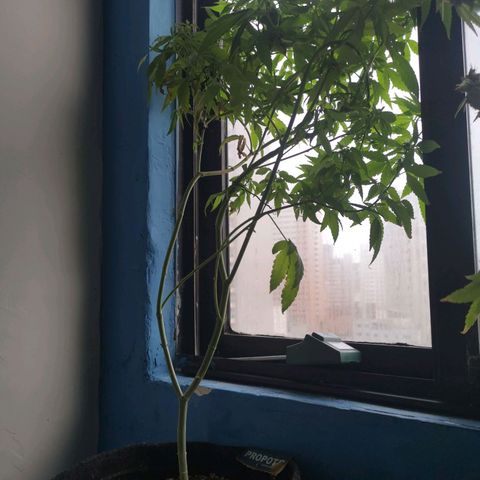 Maria Carnaval (MCII) growlog timeline photo