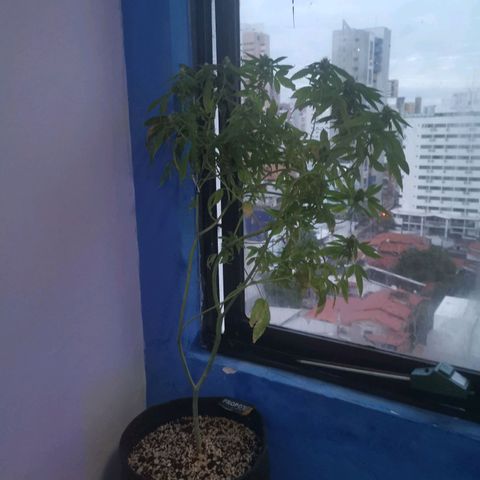 Maria Carnaval (MCII) growlog timeline photo