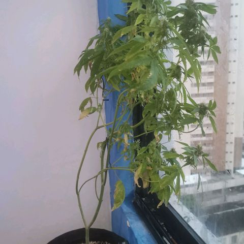 Maria Carnaval (MCII) growlog timeline photo