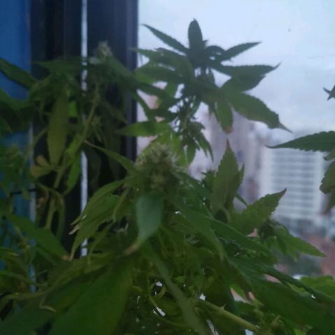 Maria Carnaval (MCII) growlog timeline photo