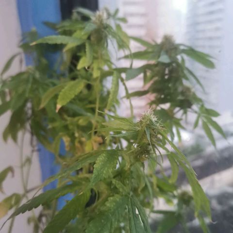 Maria Carnaval (MCII) growlog timeline photo