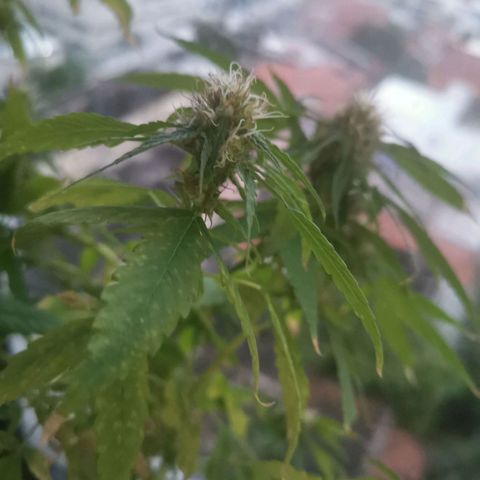 Maria Carnaval (MCII) growlog timeline photo