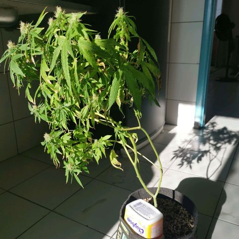 Maria Carnaval (MCII) growlog timeline photo