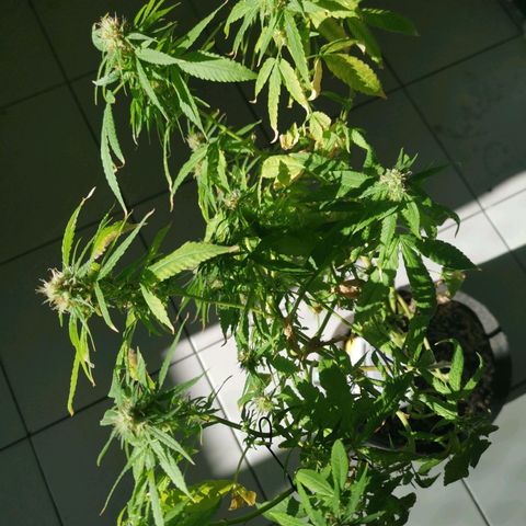 Maria Carnaval (MCII) growlog timeline photo