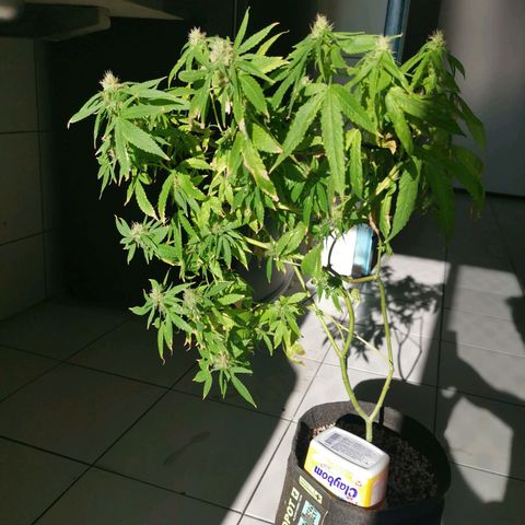 Maria Carnaval (MCII) growlog timeline photo