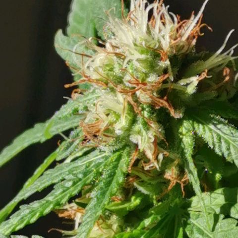 Maria Carnaval (MCII) growlog timeline photo
