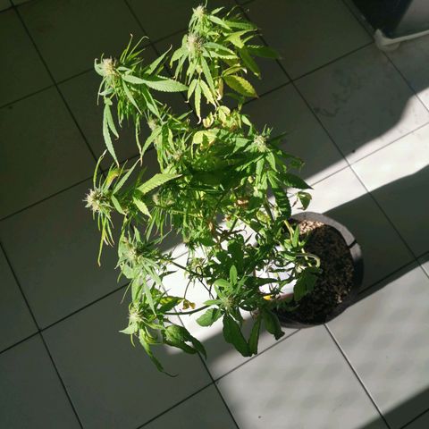 Maria Carnaval (MCII) growlog timeline photo