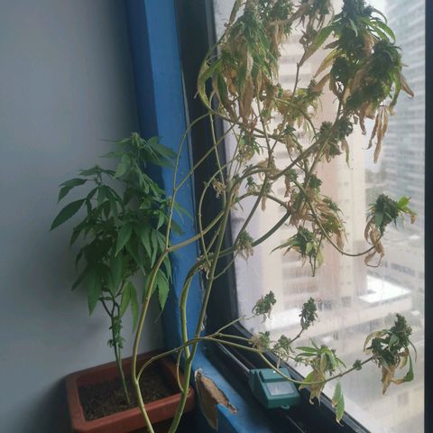 Maria Carnaval (MCII) growlog timeline photo
