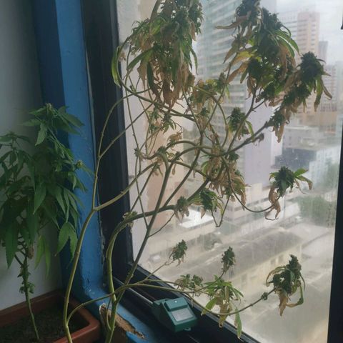 Maria Carnaval (MCII) growlog timeline photo