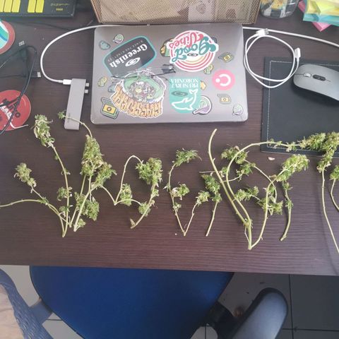 Maria Carnaval (MCII) growlog timeline photo