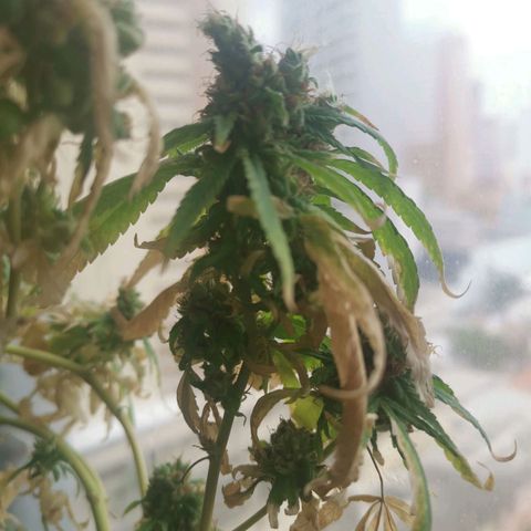 Maria Carnaval (MCII) growlog timeline photo