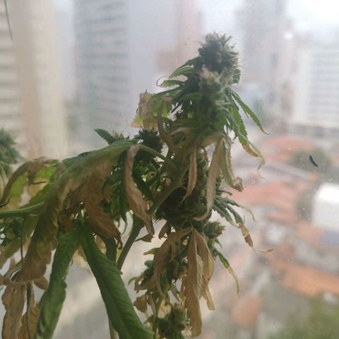 Maria Carnaval (MCII) growlog timeline photo
