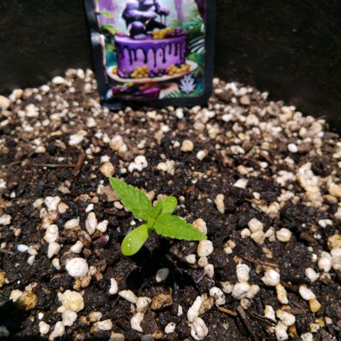 GrowDown bud growlog timeline photo