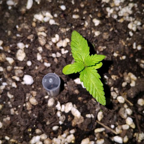 GrowDown bud growlog timeline photo