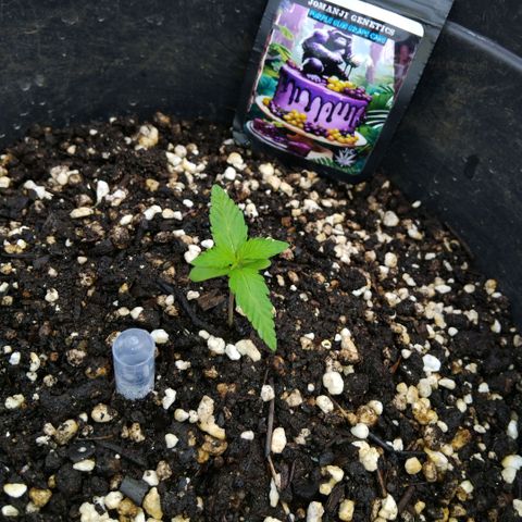 GrowDown bud growlog photo: Nutrients day