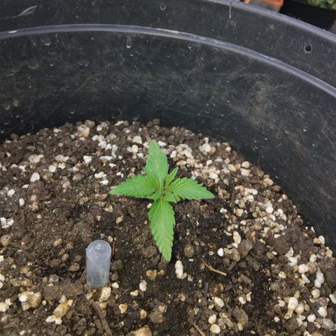 GrowDown bud growlog timeline photo