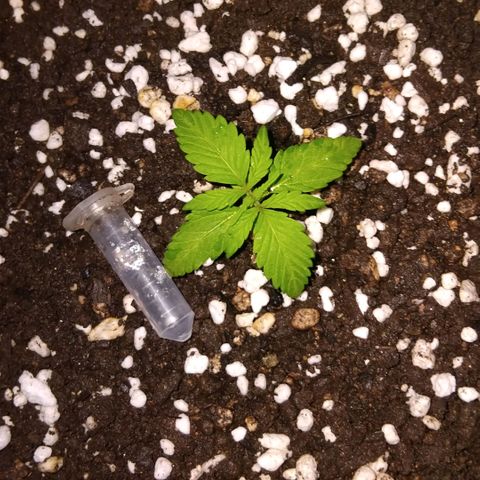 GrowDown bud growlog timeline photo