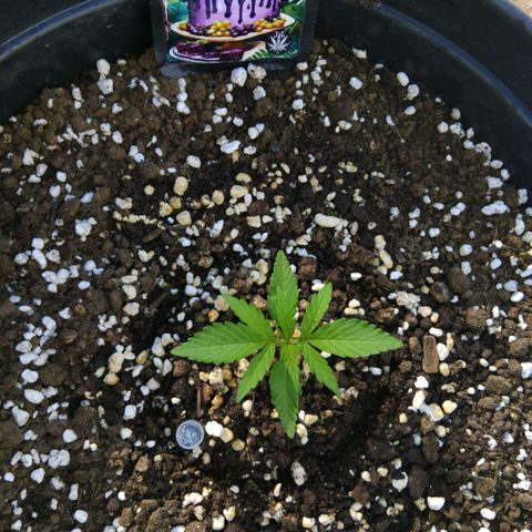 GrowDown bud growlog photo: Started to dome