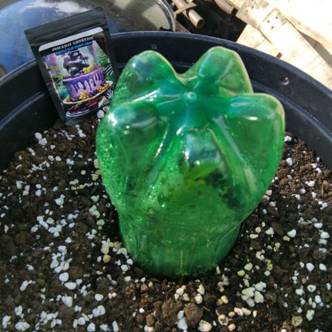 GrowDown bud growlog photo: Started to dome