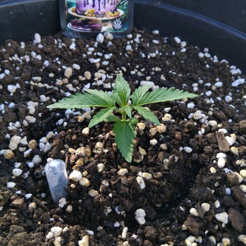 GrowDown bud growlog photo: Started to dome