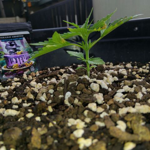 GrowDown bud growlog timeline photo
