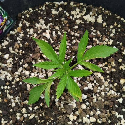 GrowDown bud growlog timeline photo