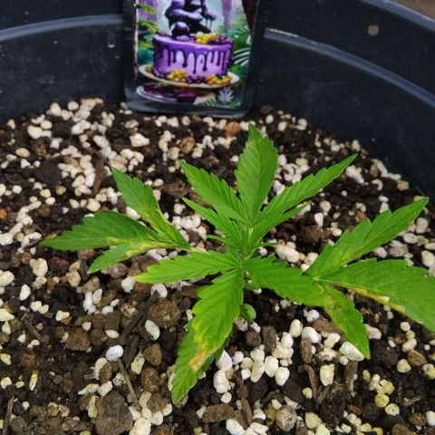 GrowDown bud growlog timeline photo